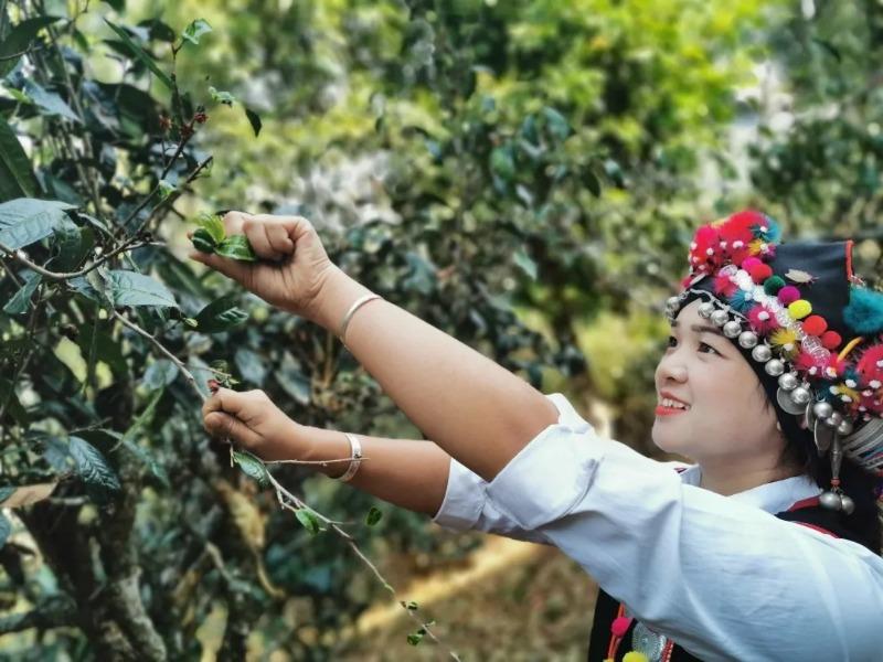 访茶山探古道 这条普洱茶文化之旅你打卡了吗？